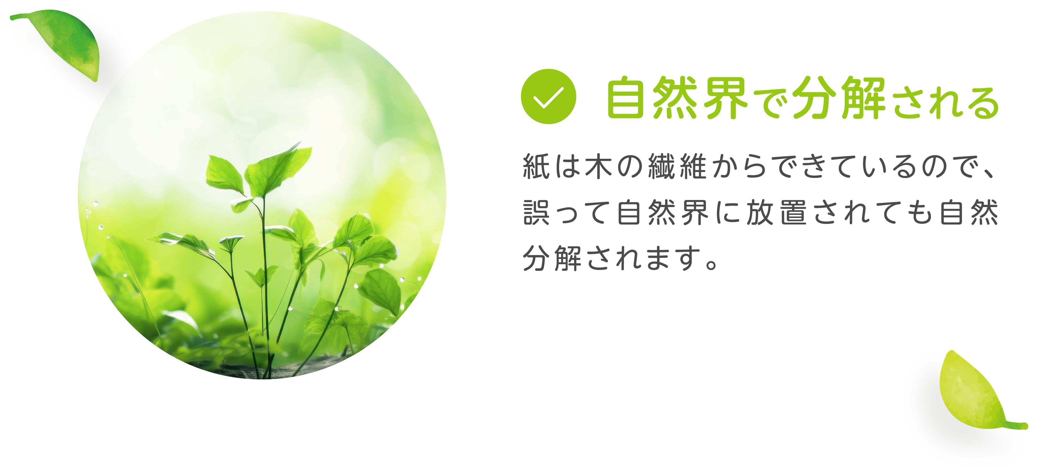 自然界で分解される　紙は木の繊維からできているので、誤って自然界に放置されても自然分解されます。